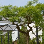 Sophora japonica „Pendula" | Hängender Schnurbaum