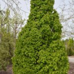 Carpinus betulus „Monumentalis" / Kleinwüchsige, komp. Säulenhainbuche