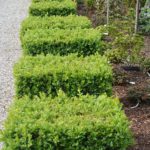 Buxus semp. „Arborescens" | Buchs-Würfel