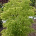 Acer palmatum „Shishigashira" | Zwergahorn, geschlitzt