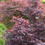 Acer palmatum „Bloodgood" | Roter Fächerahorn