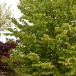 Morus alba | Weißer Maulbeerbaum und Parrotia persica | Eisenholzbaum