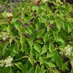 Cornus „Carpet Diem" | Zwergblumenhartriegel