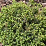 Picea glauca „Echiniformis" | Blaue Igelfichte