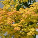 Acer palmatum „Orange Dream" | Fächerahorn „Orange Dream"