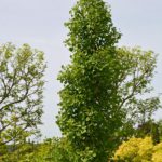 Gingko biloba „Blagon" | Säulen-Fächerblattbaum