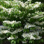 Viburnum plicatum „Mariesii" | Japanischer Etagen-Schneeball