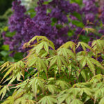 Acer palmatum | Japanischer Fächerahorn