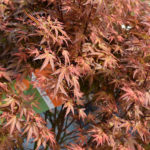 Acer palmatum „Pink Dwarf" | Fächerahorn, bronzfarben