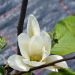 Magnolia yulan / denudata | Schneeweiße Sommermagnolie