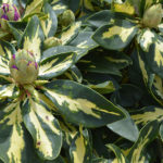Rhododendron „Goldflimmer" | Alpenrose