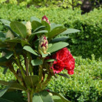 Rhododendron-Stamm | Alpenrose
