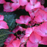 Tellerhortensie „Lady in Red"