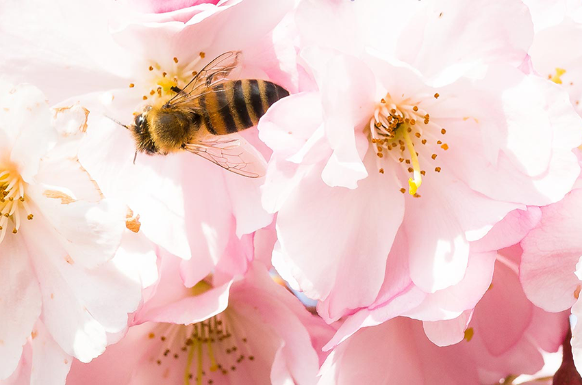 Bienenfreundliche Gewächse im Angebot von Baumschulen Scheel