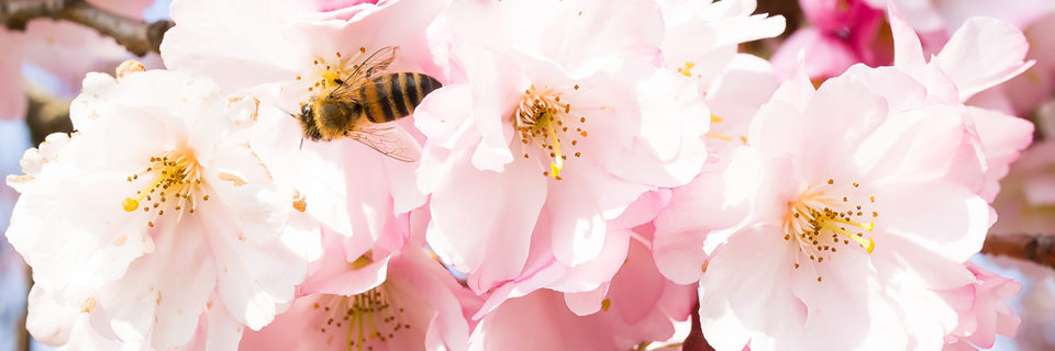Bienenfreundliche Gewächse im Angebot von Baumschulen Scheel GbR
